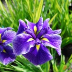 Iris ensata (Crystal Halo) Japanese Iris